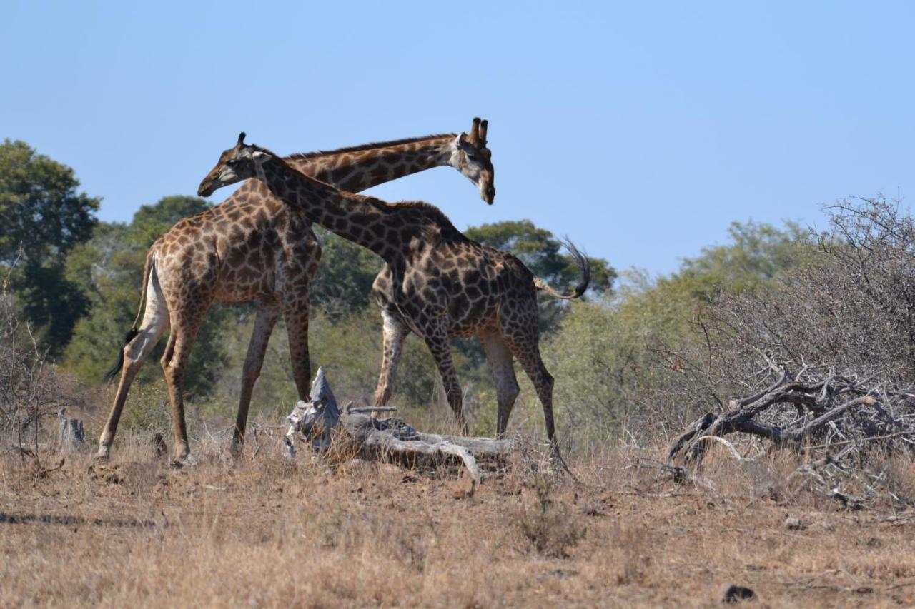 Mzsingitana Tented Camp Hoedspruit Exterior photo