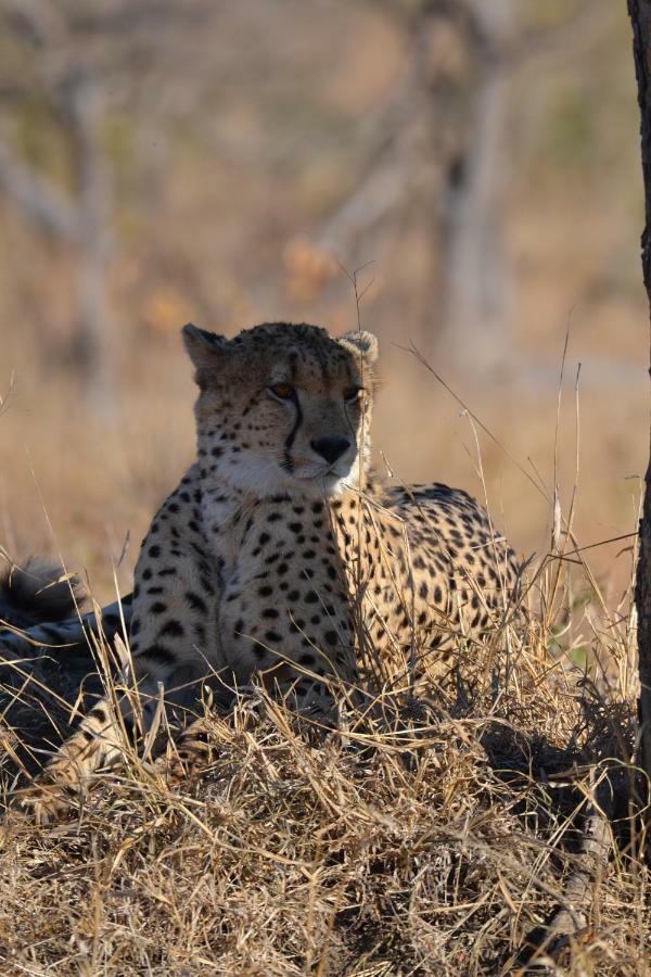 Mzsingitana Tented Camp Hoedspruit Exterior photo