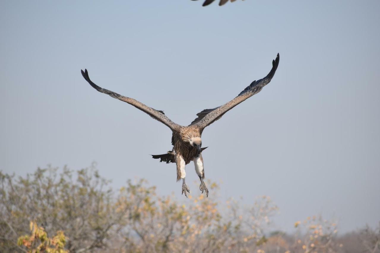 Mzsingitana Tented Camp Hoedspruit Exterior photo