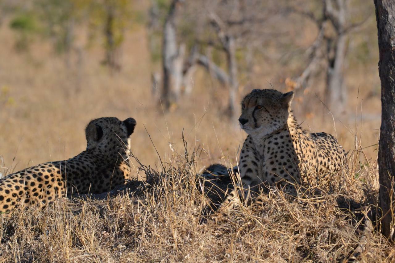 Mzsingitana Tented Camp Hoedspruit Exterior photo